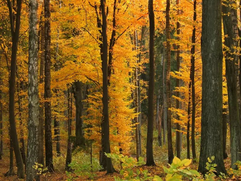 Sunlight through a forest of autumn trees
